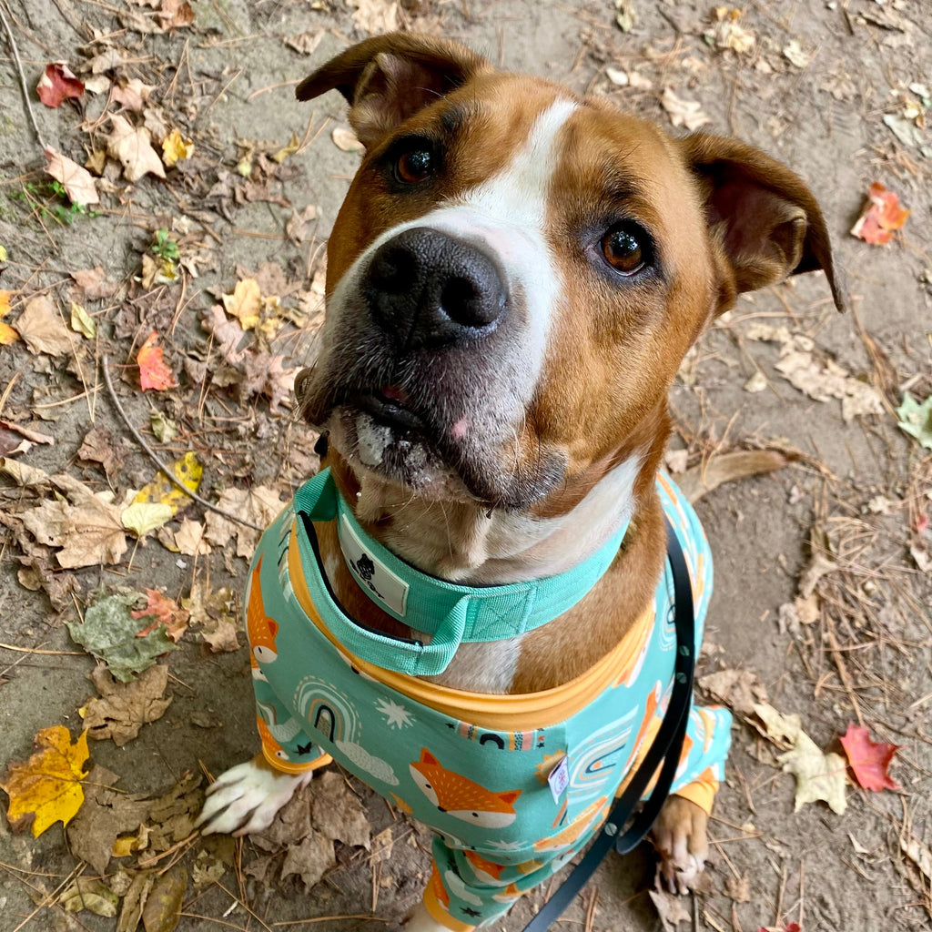Foxy Dog Pajamas