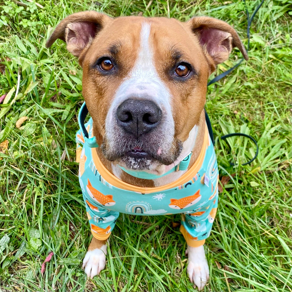 Foxy Dog Pajamas